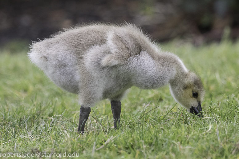 canada geese